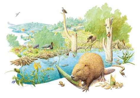 Illustratie van een bever in zijn natuurlijke habitat in de Biesbosch