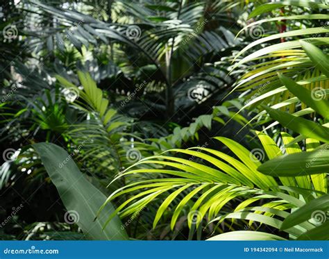 Dicht regenwoud met diverse plantensoorten in Papoea-Nieuw-Guinea.