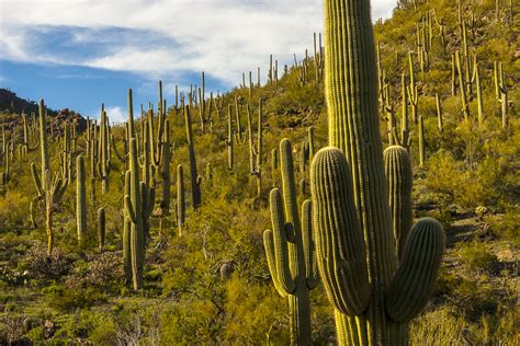 Een foto van de iconische Saguaro-cactussen in Saguaro National Park bij Tucson.