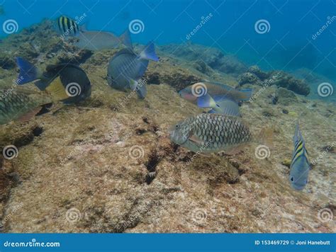 Onderwaterfoto van koraal en tropische vissen bij de Cham Eilanden