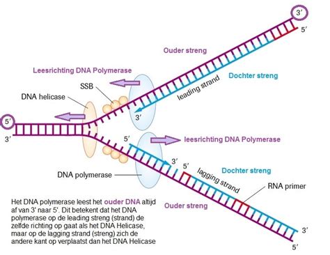 Illustratie van een DNA-streng met een vraagteken, symboliserend de zoektocht naar afstamming.