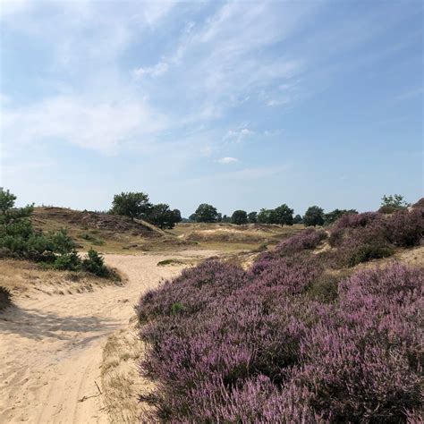 Landschap van de Hondsrug met bossen en heide