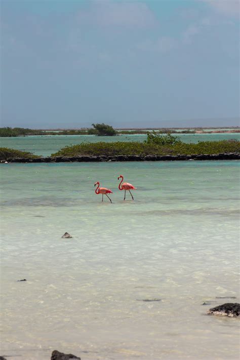 Roze flamingo's bij het Goto Meer op Bonaire