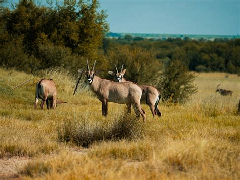 Landschap van Zuid-Afrika met wilde dieren