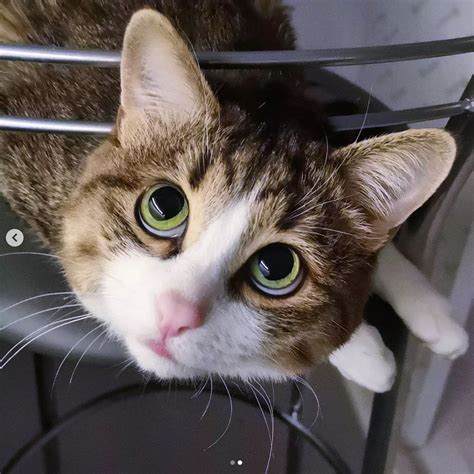 Diagram dat de verstelbaarheid en montage van de BackAxe op verschillende gitaarkoffers illustreert