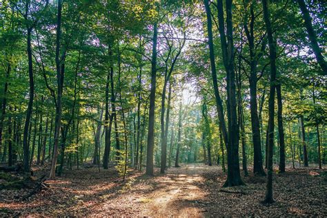 Landschapsfoto van de Veluwe met bossen, heide en een beekje