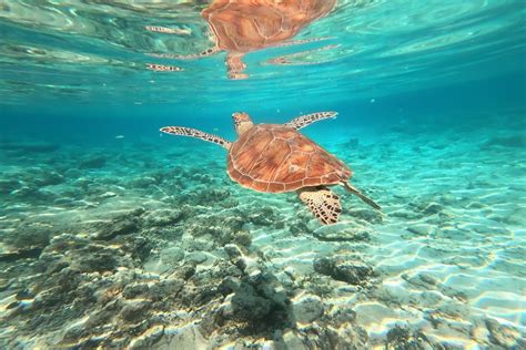 Zeeschildpad zwemt in helder water bij Gili Trawangan