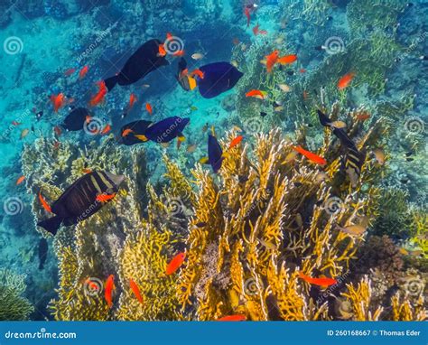 onderwaterfoto van kleurrijke vissen in de Ionische Zee