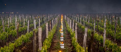 Wijngaarden in de regio Montefalco