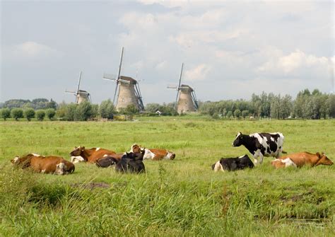 Boerderijlandschap met koeien in de wei