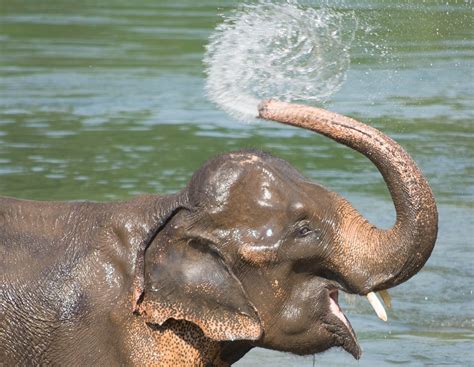 De stenen olifant die water sproeit in het kinderspeelbad