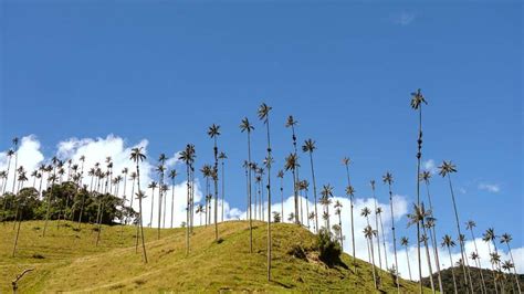 Impressie van de Cocora Vallei met zijn iconische, hoge palmbomen.