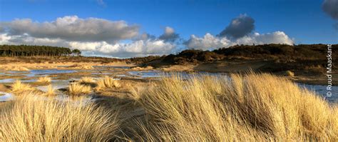 Wandelpad door de duinen van Nationaal Park Zuid-Kennemerland