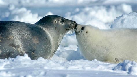 Vergelijkingstabel van Noordpool en Antarctica met dieren, landschap en activiteiten