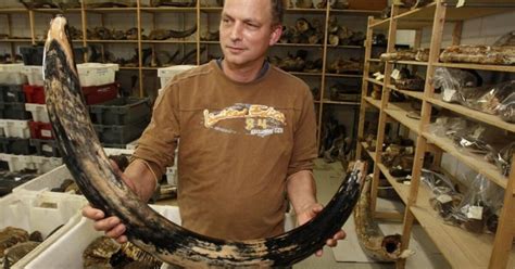 collage van jachttrofeeën: slagtanden, schedels