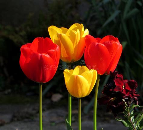 Close-up van de rode en gele tulpen die uit de grond omhoog komen.