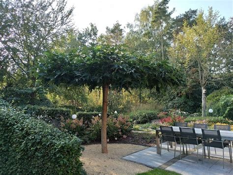 Een Center Parcs cottage omgeven door bomen, wat zorgt voor natuurlijke schaduw.