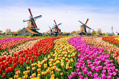 Tulpenvelden in de omgeving van Amsterdam
