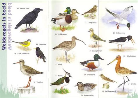 Weidevogels in de Eempolders