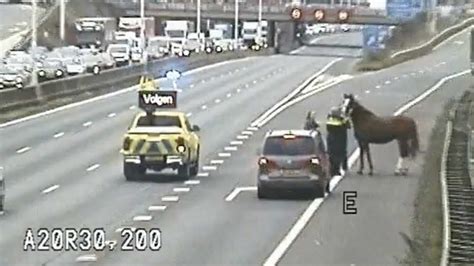 Typische Cubaanse snelweg met paard en wagen