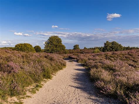 nationaal park dwingelderveld met heide en bijzondere planten