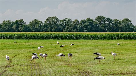 ooievaars in het reestdal