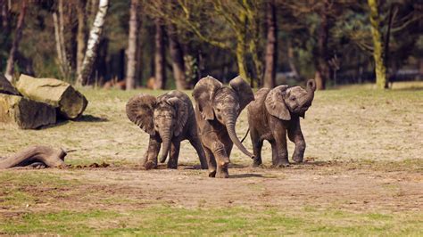 Overzicht van de diverse dieren die te zien zijn in Beekse Bergen