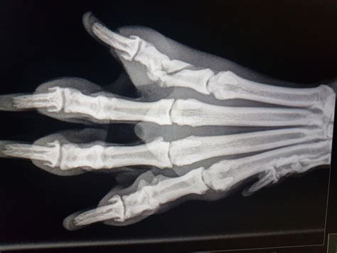 Röntgenfoto van een gebroken kattenpoot, met duidelijke breuklijnen.