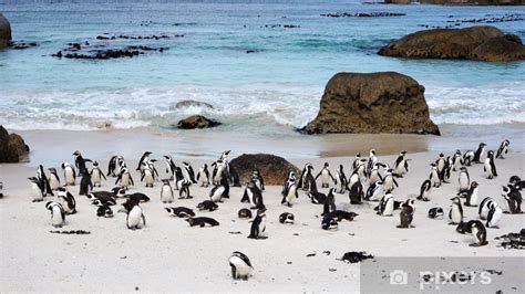 Afrikaanse pinguïns op Boulders Beach