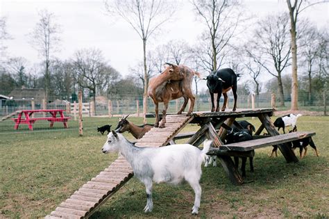 Dwerggeitjes op Park Nieuw Grapendaal