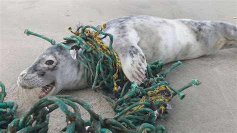 Illustratie van verschillende mariene dieren die verstrikt zijn in visnetten.