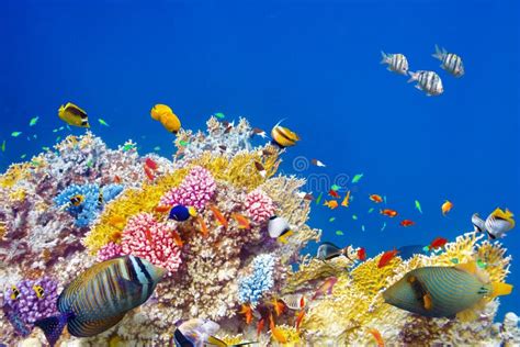 een kleurrijk onderwaterlandschap met koraal en tropische vissen voor de kust van Curaçao
