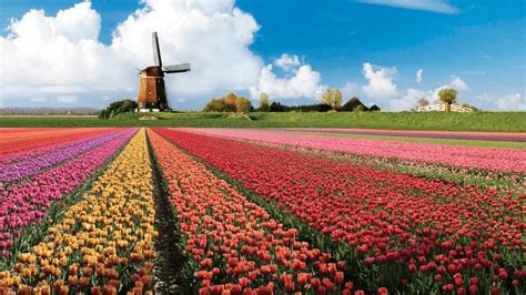 Panorama van bloeiende tulpenvelden in de Bollenstreek