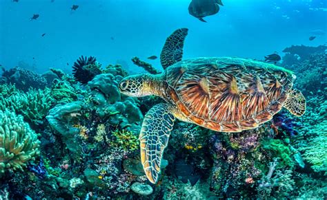 Een karretje in de vorm van een schildpad die door het water van Crush's Coaster draait
