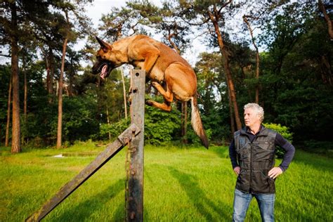 Hond die enthousiast traint op een omheind veld op Vakantiepark Dogglywood
