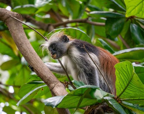 Rode Franjeaap in het Jozani National Park op Zanzibar