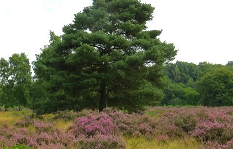 Landschap van Kos met lage struiken en in de verte het Dikeos-gebergte