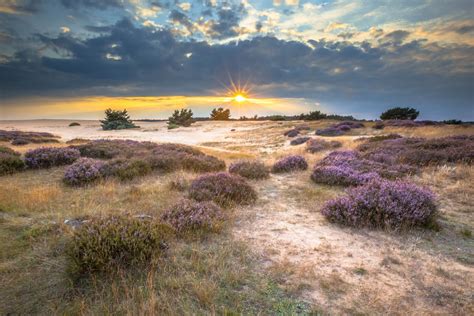 Landschap van de Veluwe met bossen en heide