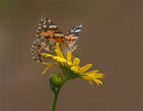 Collage van foto's uit Lucas Foglia's 'Constant Bloom': een distelvlinder op een bloem, een mens die een vlinder vasthoudt, een weids landschap