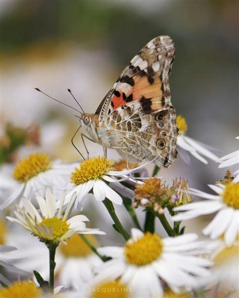 Detailfoto van een distelvlinder op een bloem, met scherpe focus op de vleugels en het lichaam