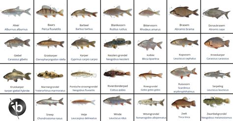 Verschillende soorten huurauto's bij Europcar