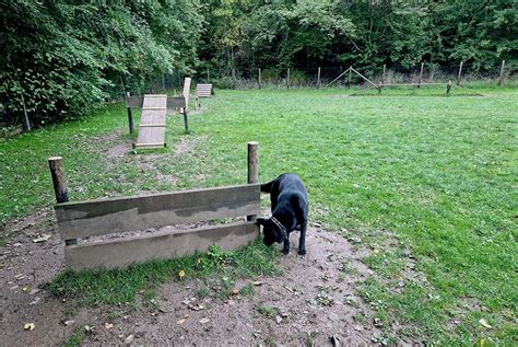 Een hond die geniet op het hondenparcours op Landal Wirfttal.