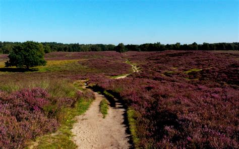 Foto van het gevarieerde landschap tijdens de trailrun: heide, bos en zandpaden