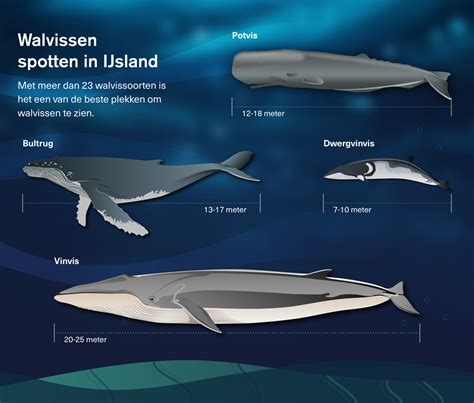 Walvissen spotten voor de kust van Cape Cod