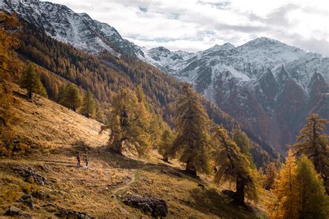 Goudgele lariksen in de Zwitserse Alpen tijdens de Indian Summer
