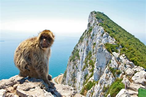 Berberapen op de Rots van Gibraltar