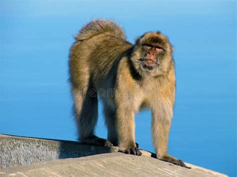 Een nieuwsgierige baby aap op de Rots van Gibraltar