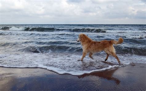 Foto van een hond die vrolijk rent op een breed strand, met de zee op de achtergrond.
