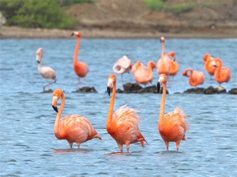 kleurrijke flamingo's die foerageren in de zoutpannen nabij Skala Kalloni