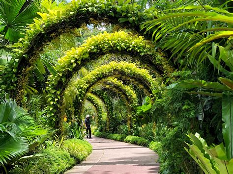 Een sereen deel van de Singapore Botanic Gardens met een vijver en weelderige vegetatie